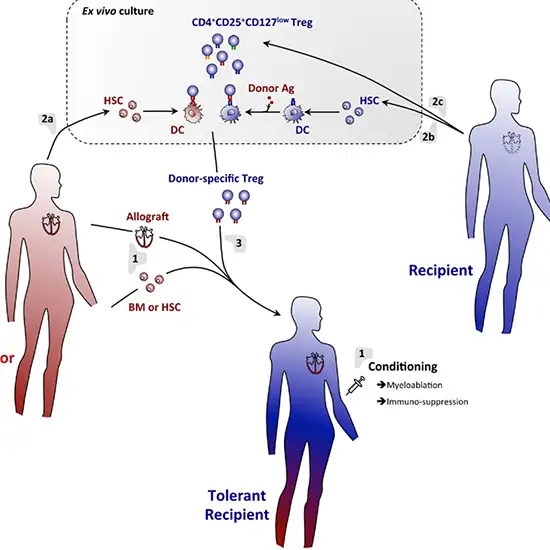 Chimerism Split Cell Analysis - T Cell (CD3) Test